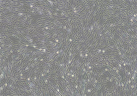 1756276287829233.jpg 4.jpg