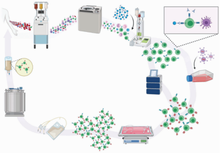 图1 临床规模自体CAR -T细胞疗法的制造过程 图1 临床规模自体CAR -T细胞疗法的制造过程